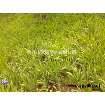 慈姑價格_慈姑圖片_慈姑產地綠化苗木苗圃基地