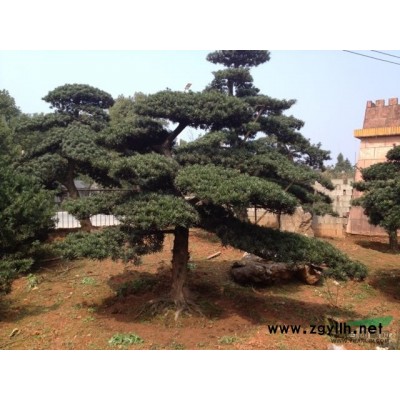 造型羅漢松供應 羅漢松價格