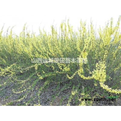*新5公分皂莢樹價格·5公分皂角*新價格·緊急5公分皂角樹價