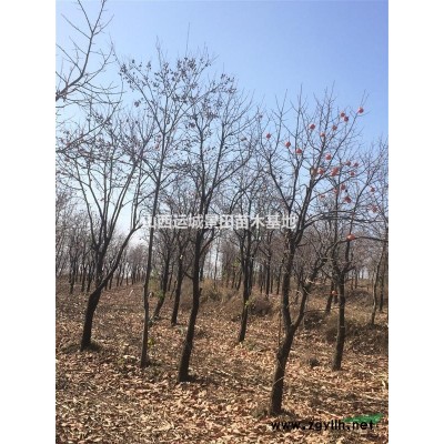 10公分山楂樹價格·10公分山楂樹圖片·10公分山楂樹圖片價