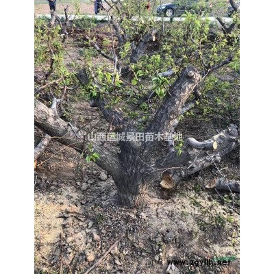 緊急出售5公分山楂樹·緊急10公分山楂樹價格·占地山楂樹圖片