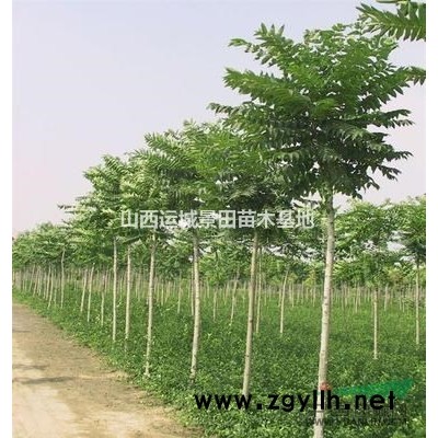 櫻桃樹8公分10公分12公分價格·占地8-12公分櫻桃樹圖片