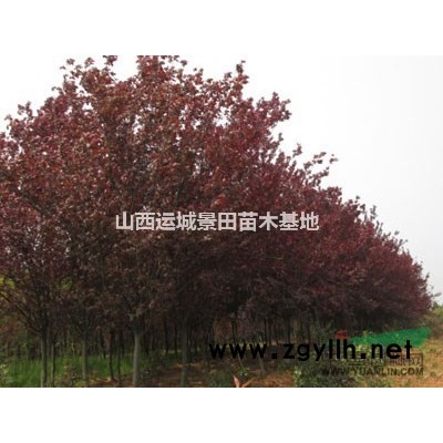 北方核桃樹*多的地方是哪里？山西運城核桃樹種植基地在哪？