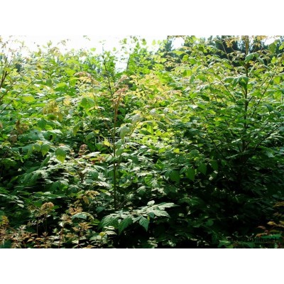 薄皮核桃樹8公分價格·薄皮核桃樹10公分價格·占地薄皮核桃樹