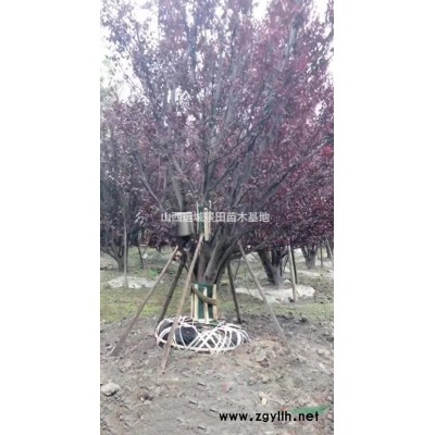 6公分核桃樹8公分核桃樹10公分占地核桃樹報(bào)價(jià)·產(chǎn)地·圖片