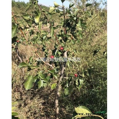 大紅桃樹哪里有賣的？大紅桃樹是什么品種？春美桃樹價格