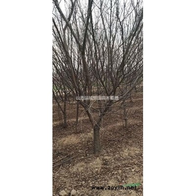 桃樹的基地·江蘇桃樹種植基地·沭陽桃樹種植基地報價詳情