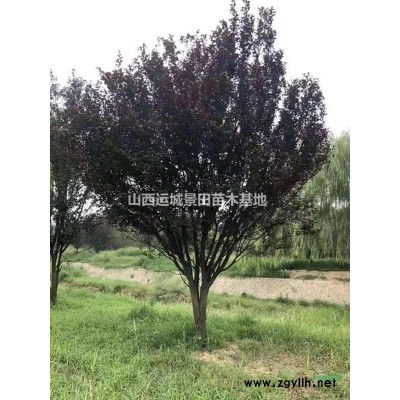 桃樹占地價格=7公分-8公分-9公分桃樹=7公分桃樹量大