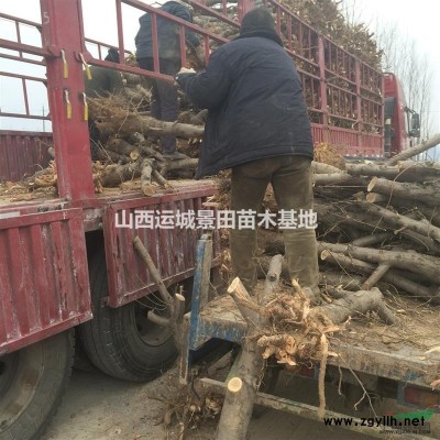 杏樹樁子價格100元·地徑10-15公分嫁接紅梅的杏樹樁報價