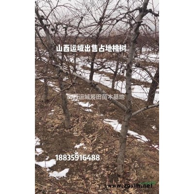 1.5米白皮松緊急價格·緊急出售1米5白皮松·白皮松緊急出售