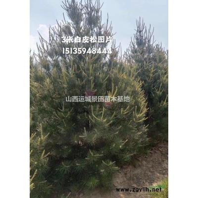 2米蜀儈價格·2米5蜀儈報價·3米蜀儈多少錢·蜀儈產(chǎn)地在哪里