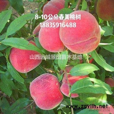 大梨樹·授粉大規(guī)格梨樹·15-20公分梨樹·25公分梨樹基地