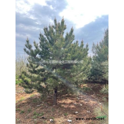地徑28公分山楂樹價格，地徑28公分山楂樹賣多少錢一棵？基地