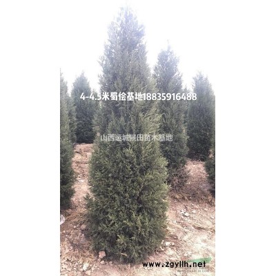 白皮松價格_3米高白皮松_冠幅2米白皮松市場價格多少錢