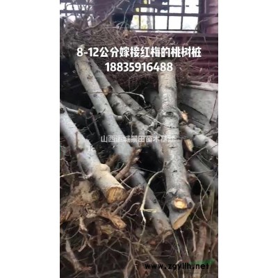 柿子樹價(jià)格是多少錢？一棵直徑12公分的柿子樹市場(chǎng)價(jià)格