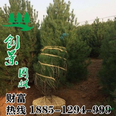 北海道黃楊_ 優質北海道苗木低價_苗圃直銷_品質保證