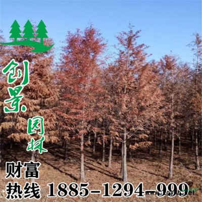 哪里紅千層便宜、沭陽紅千層種植基地