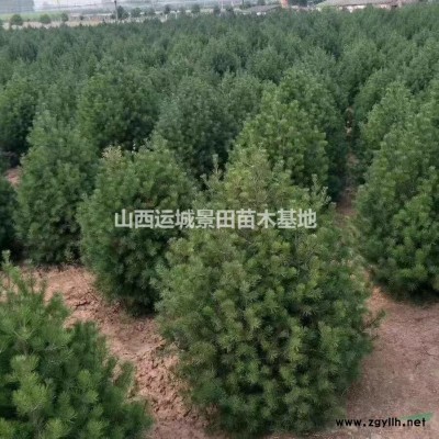 2公分紅葉李價(jià)格·4公分紫葉李風(fēng)景樹·彩葉樹·供應(yīng)山西紫葉李