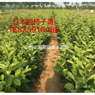 柿子樹價格·8公分柿子樹圖片·10公分柿子樹圖片·8公分柿子