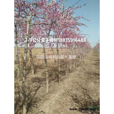 山西占地桃樹價格·山西占地桃樹苗·供應山西占地桃樹銷售價格