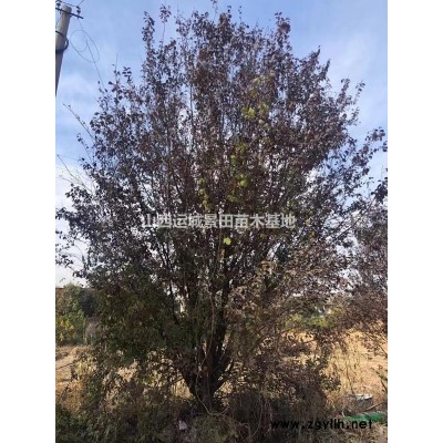 占地桃樹·占地桃樹苗·占地桃樹價格·供應山西地區占地桃樹價格