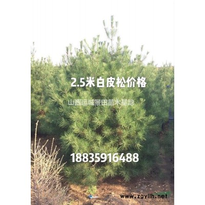 紅葉李價格表·10公分紅葉李12公分紅葉李15公分紅葉李價格