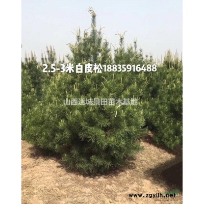 紅葉李·紅葉李價格·山西運城紅葉李種植基地·紅葉李產地詳情