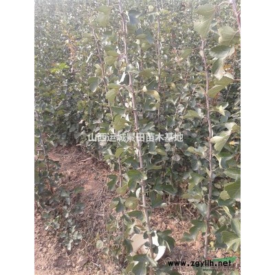 柿樹價格_8公分100元_山西運城市柿子樹價格_供應柿子樹