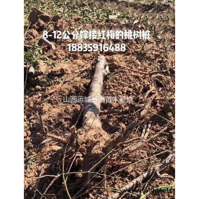 15公分大山楂樹·20公分大山楂樹·30公分大山楂樹價格供應