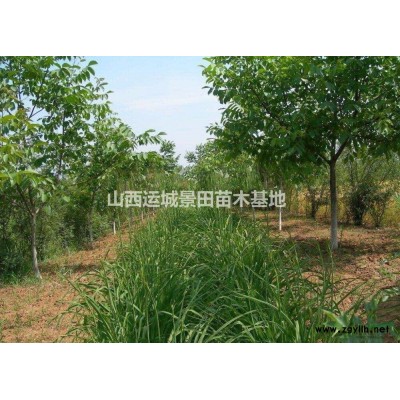 供應3-5公分柿子樹價格5-8公分柿子樹產地·占地柿子樹價格