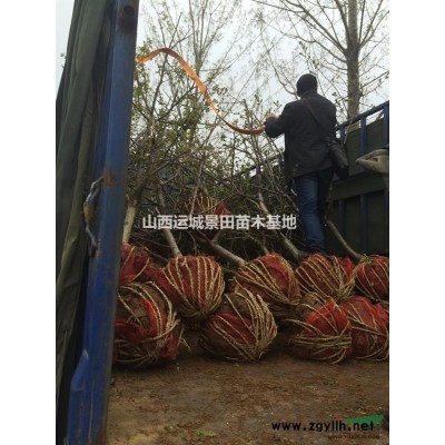 15公分淘汰山楂樹價(jià)格·15公分淘汰山楂樹圖片·占地山楂樹
