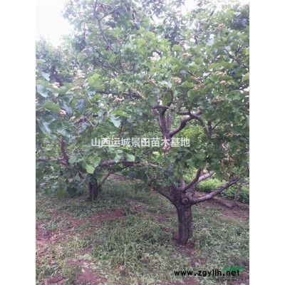 山西25公分柿子樹·山西28公分柿子樹30公分柿子樹價格產(chǎn)地