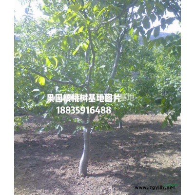 3公分五角楓價(jià)格·五角楓價(jià)格圖片·山西3-5公分五角楓*新價(jià)