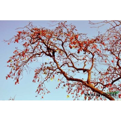 現(xiàn)在地徑6公分紅葉李圖片·現(xiàn)在8公分紅葉李價(jià)格·占地8公分