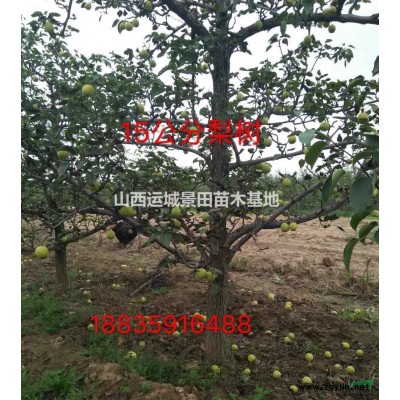 4公分紅葉李=4公分紫葉李價(jià)格·4+4公分紅葉李價(jià)格圖片產(chǎn)地