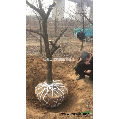 8-9-10公分核桃樹價格·8-9-10公分核桃樹價格·供應