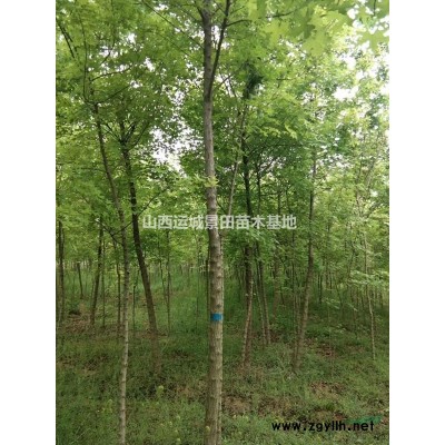 50公分白皮松多少錢?哪里有白皮松？山西50公分白皮松價格？