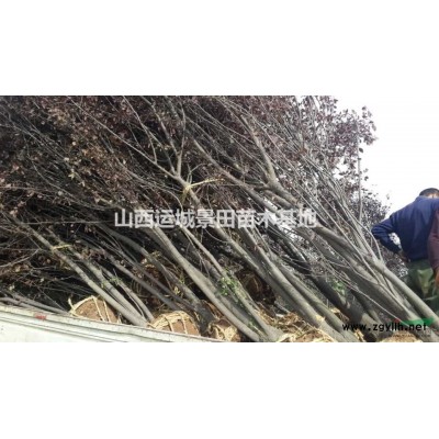 胸徑5公分紅葉李價(jià)格胸徑8公分紅葉李價(jià)格·供應(yīng)山西紅葉李