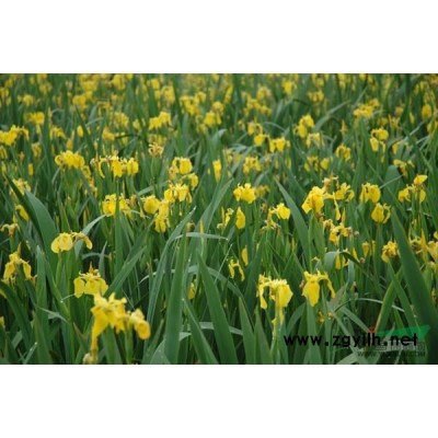 浙江八仙花介紹