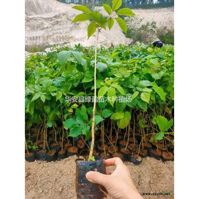 福建桂花哪里好/哪家便宜 歡迎咨詢