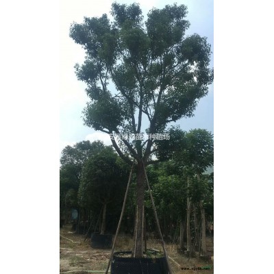 福建桂花1.5米新報價