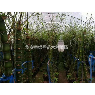 黃金寶樹行情報價 黃金寶樹圖片展示