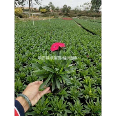 10到20公分黃花風(fēng)鈴木基地  大小規(guī)格*