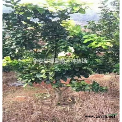 福建黃花風(fēng)鈴木新報(bào)價(jià) 咨詢綠盈苗木