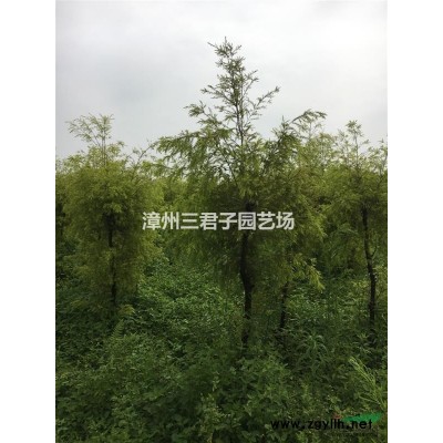 中東海棗*新價(jià)格/中東海棗報(bào)價(jià)