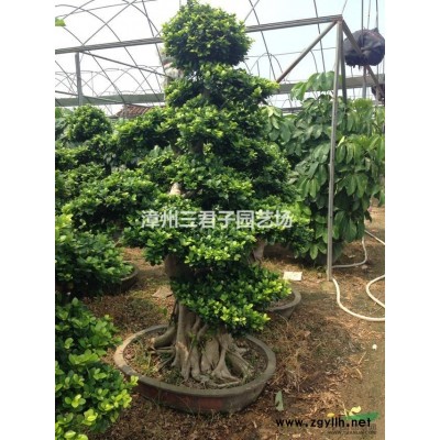 造型三角梅農(nóng)戶直銷