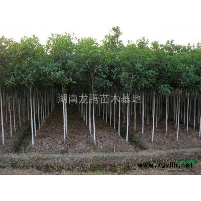 桂花小苗、精品桂花、八月桂、月月桂、丹桂、火桂