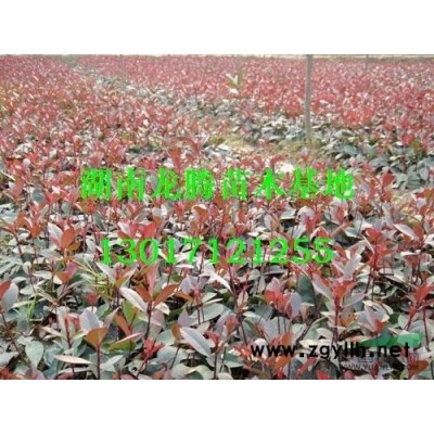 芙蓉花、木芙蓉、茉莉花、櫻花、移栽櫻花、藍天竹、月季花、銀杏