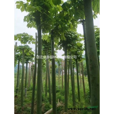 黑麥草草坪價格_黑麥草草坪產地_黑麥草草坪草皮苗圃基地