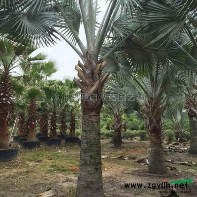 福建變?nèi)~木3